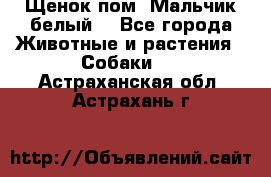 Щенок пом. Мальчик белый  - Все города Животные и растения » Собаки   . Астраханская обл.,Астрахань г.